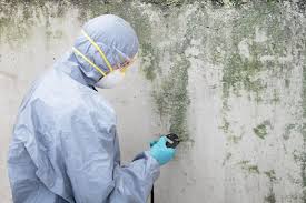 Reliable Mokena, IL Mold Prevention & Removal  Solutions